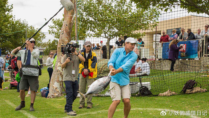 澳大利亚蓝鳍金枪鱼多少钱一斤_澳洲金枪鱼价格_